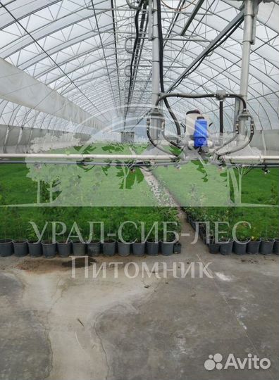 Голубая ель зкс сеянцы для лесовосстановления