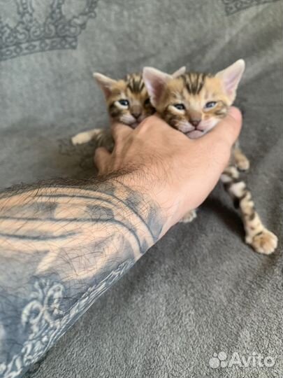 Бенгальские котята
