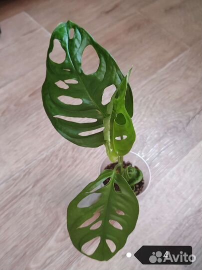 Монстера Манки