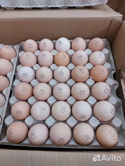 Инкубационное яйцо бройлера Кобб 500