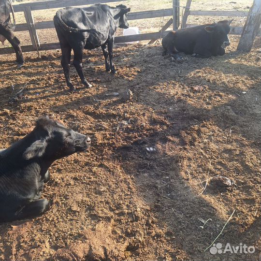 Коровы дойные молочные