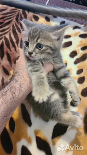 Котёнок мальчик пушистый