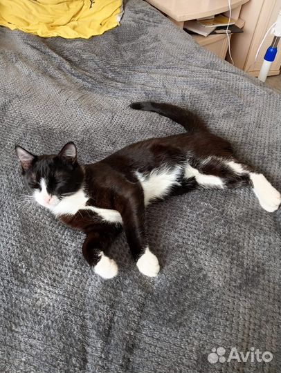 Котеночек