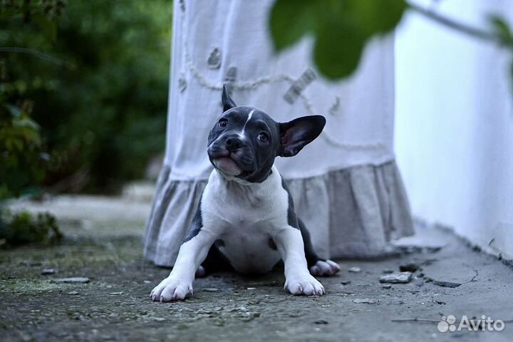 Щенок Американского Булли