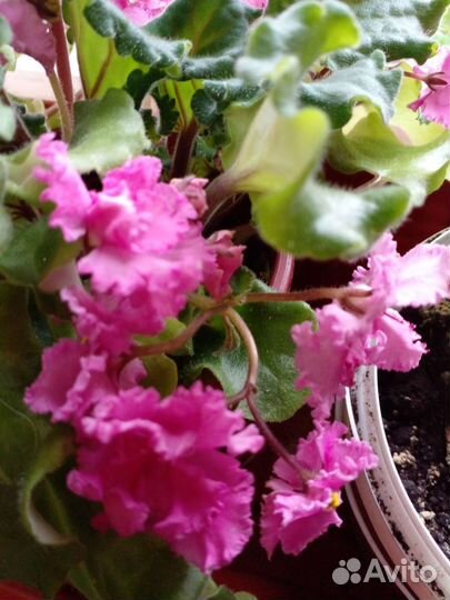 Цветы для дома