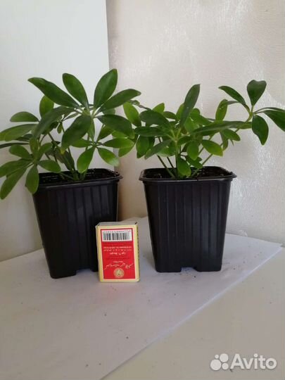 Замиокулькас, шефлера, фикус Бенджамина, толстянка