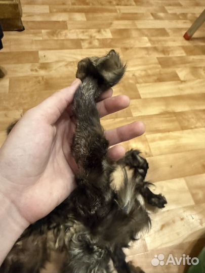 Шкурки соболя лапки,хвостики