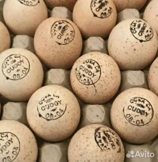 Инкубационное яйцо индюка и другой птицы