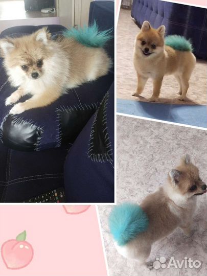 Стрижка собак и кошек. Выезд на дом