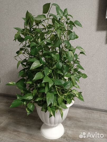 Сциндапсус золотистый