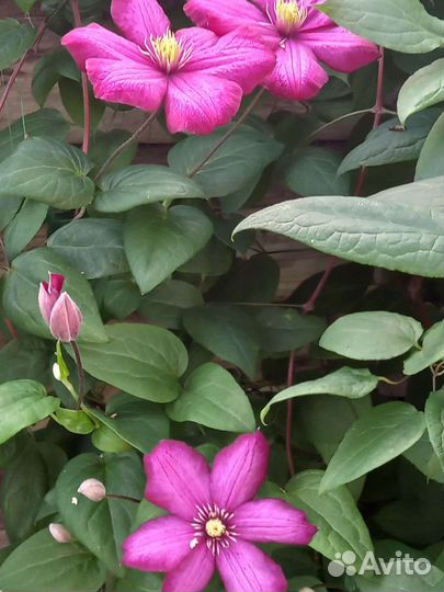 Клематис Виль де лион