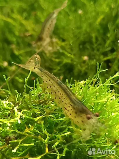 Креветки Амано (аманки), растения