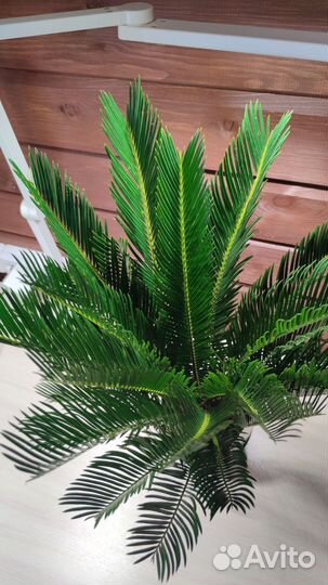 Пальма цикас комнатное растение