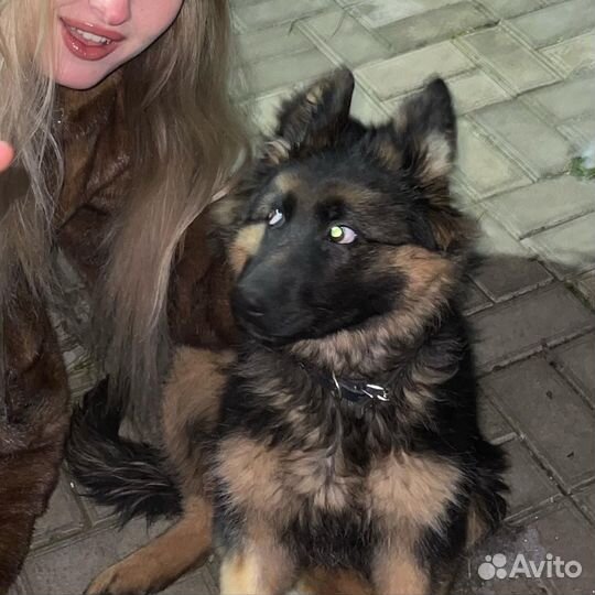 Немецкая овчарка