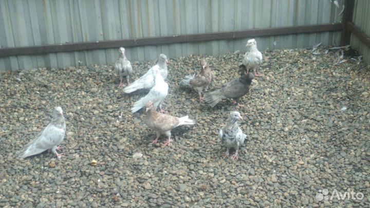 Бакинские бойные голуби