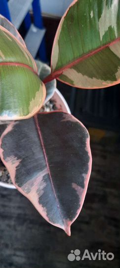 Фикус эластика Белиз