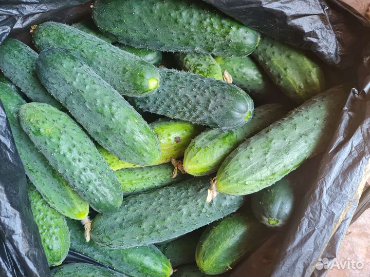 Огурцы свежие домашние