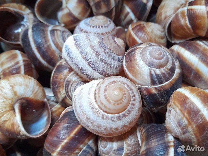 Улитки панцирь ракушка