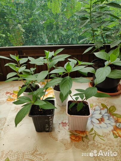 Гортензия метельчатая Скайфолл