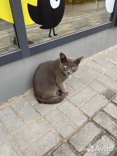 Серый кот в добрые руки