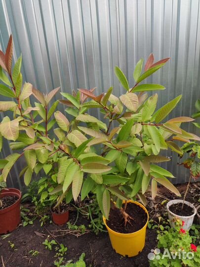 Гуайява, плодовая экзотика