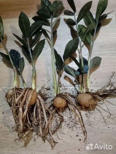 Замиокулькас Raven