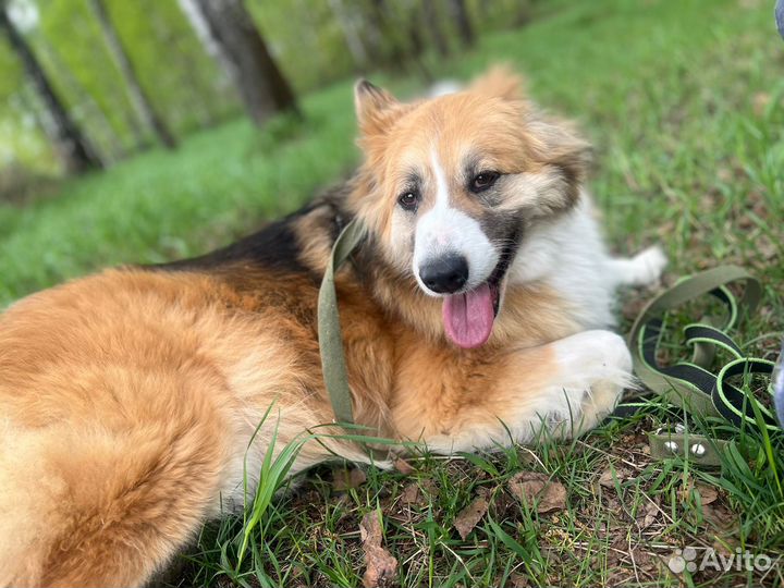 Красивая собака из приюта в поисках дома