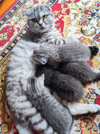 Шотландская