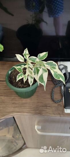 Комнатные растения