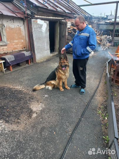 Немецкая овчарка