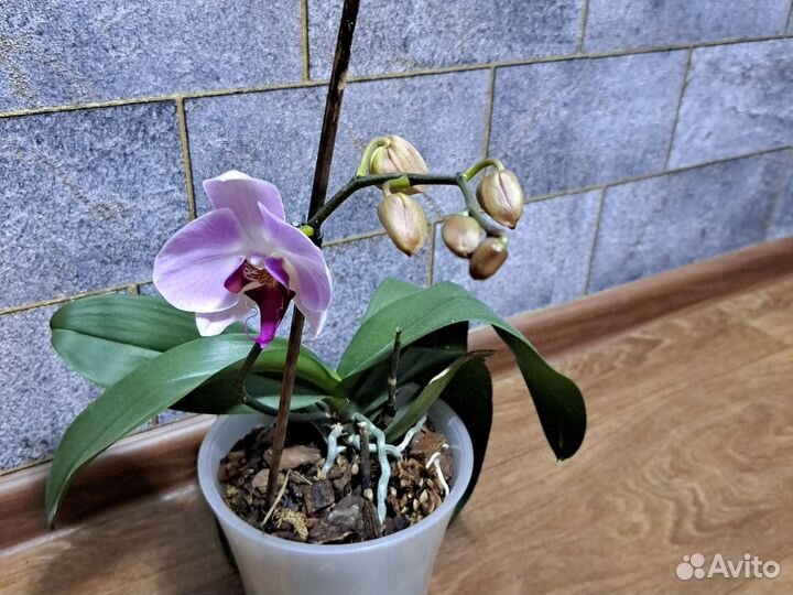 Орхидея фаленопсис