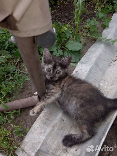 Кошки в добрые руки