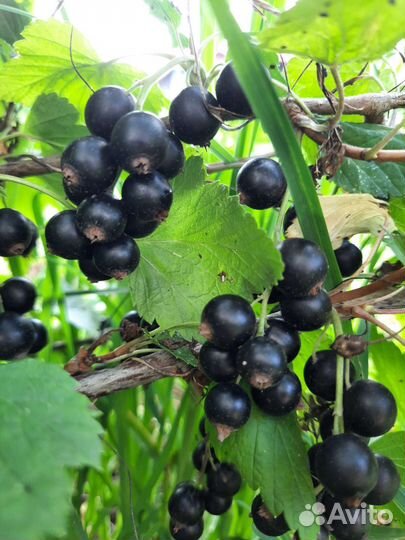 Черная смородина