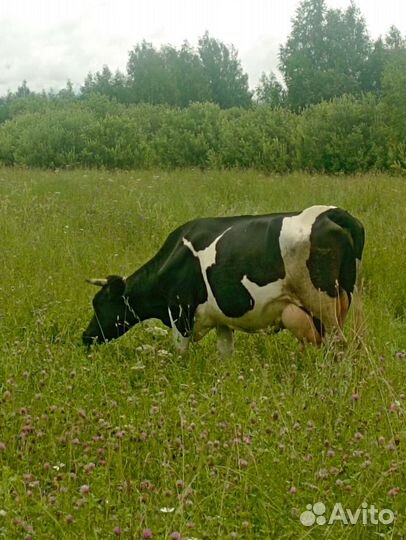 Корова дойная (две из трёх на выбор)
