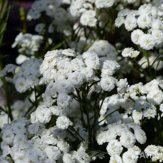 Цветы многолетние