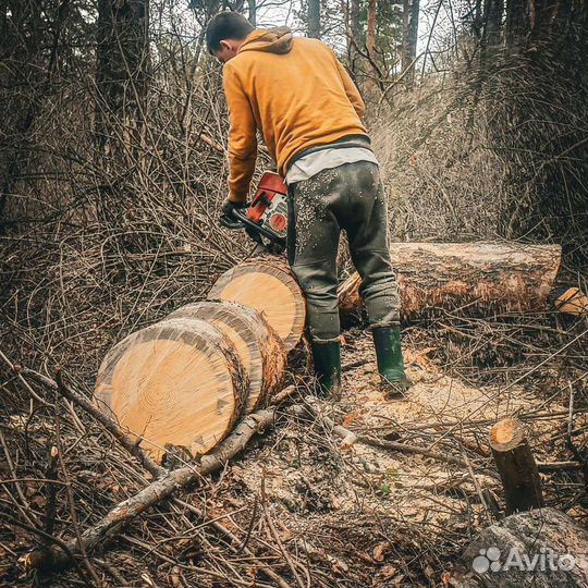 Спил деревьев