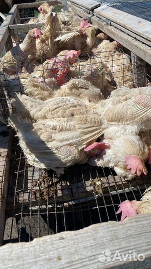 Куры несушки