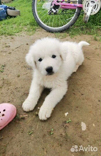 Охранная собака для семьи Пиренейская горная