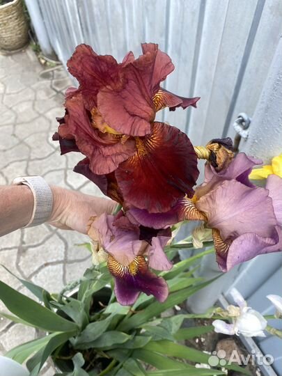 Ирис сортовой