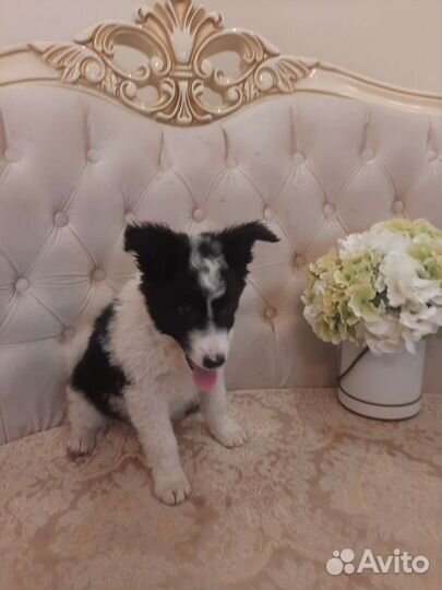 Почти бордер-колли с доставкой и ветпаспортом