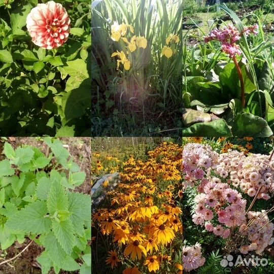 Цветы многолетники