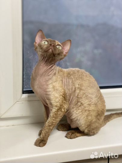 Девон-рекс кошка