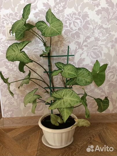 Комнатные растения. Сингониум