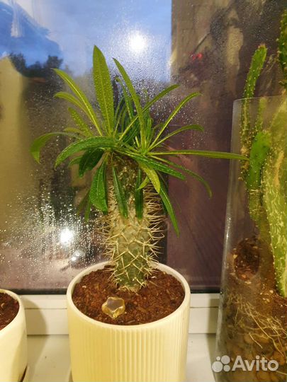 Пахиподиум ламера