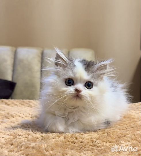 Шотландский мальчик