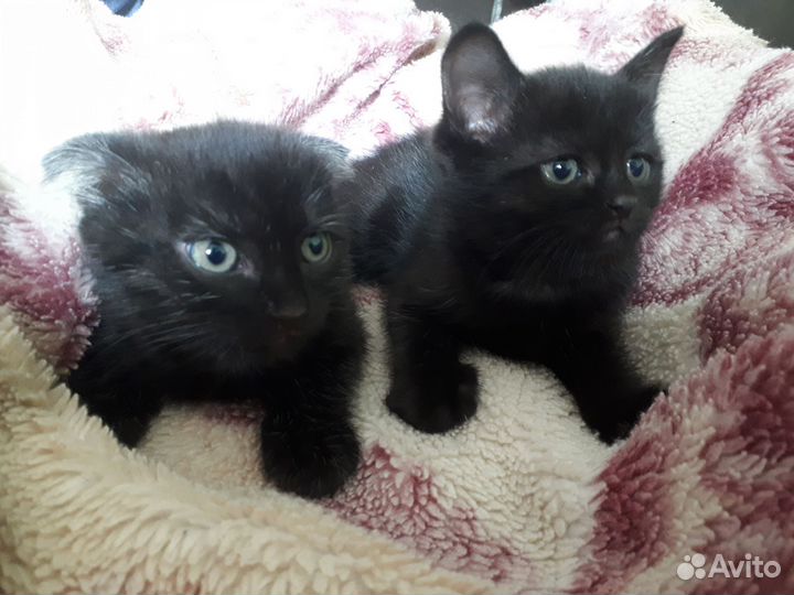 Отдам котят в добрые руки