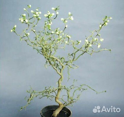 Понцирус трёхлисточковый (дикий лимон), семена