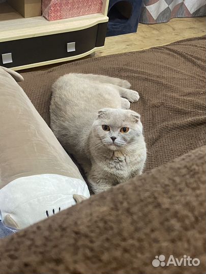 Кошка шотландская вислоухая