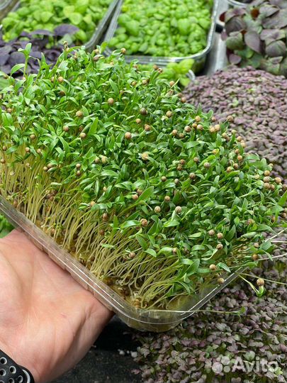 Микрозелень Кинза (кориандр)