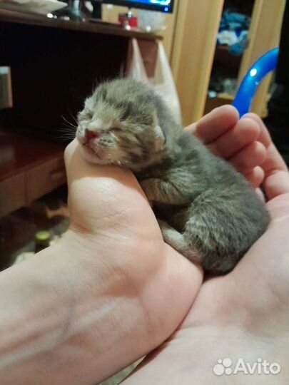 Кошка в дар бесплатно